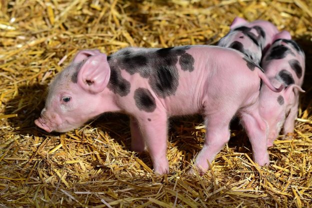Animal Farm Paper Topics