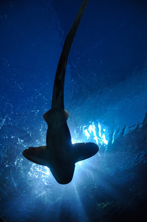 facts-about-sharks-you-didnt-know