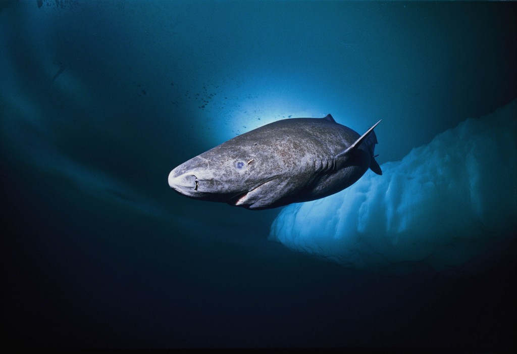 greenland-shark