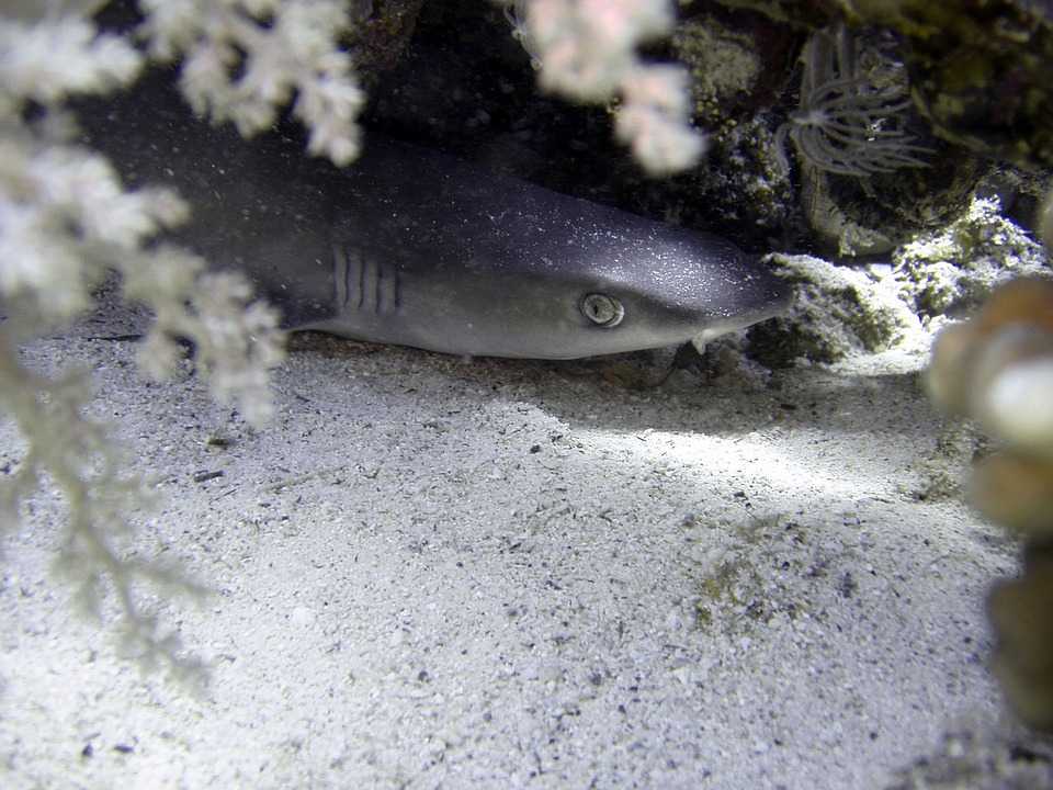 shark-facts-small-shark