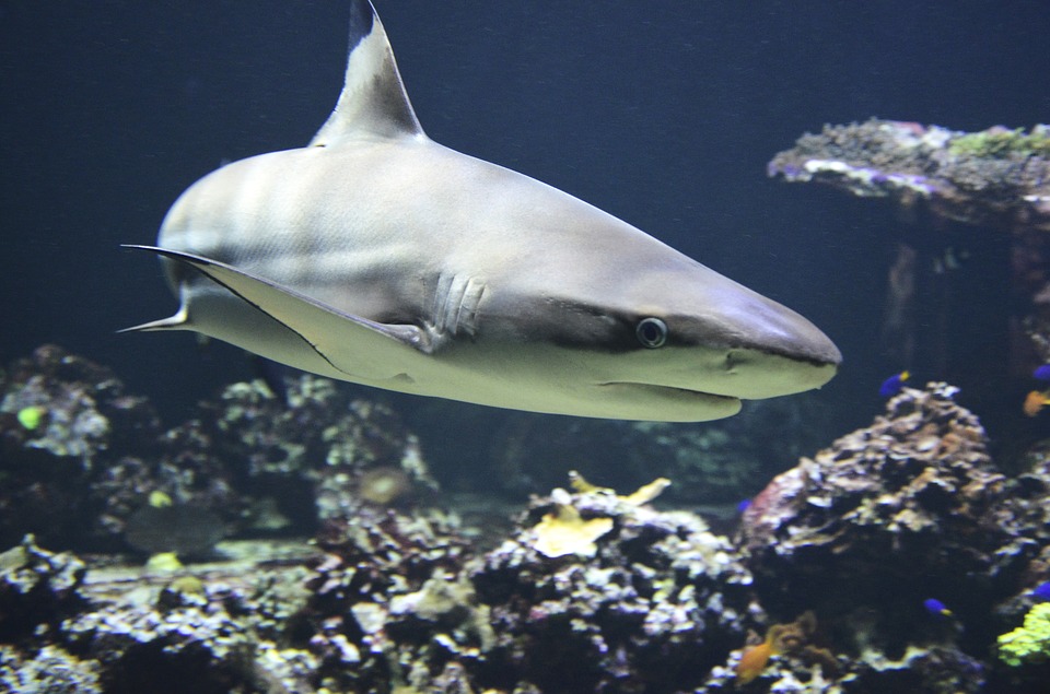 shark-facts
