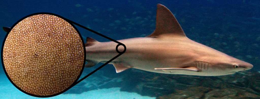 1-shark-skin